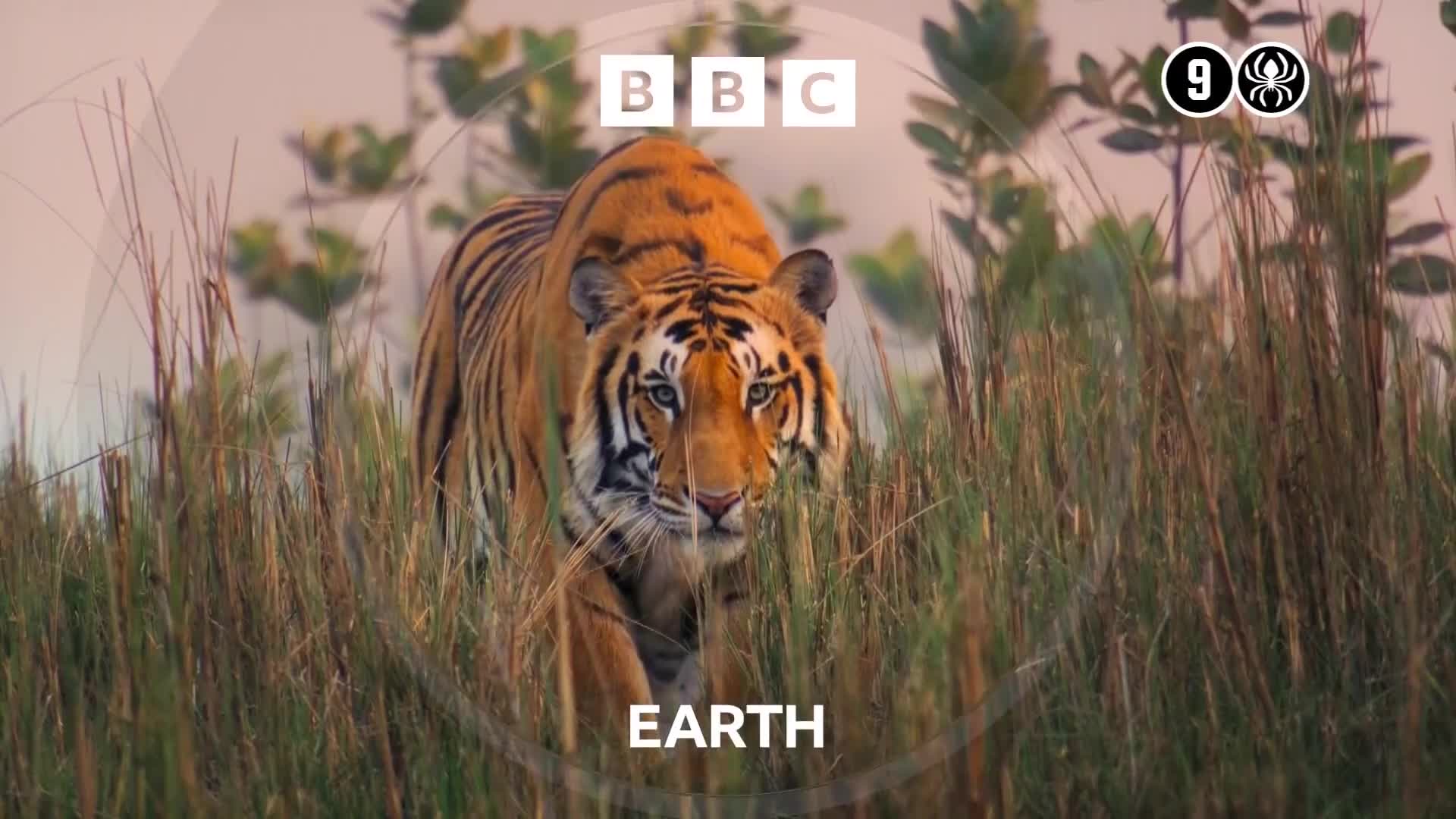 BBCEarth