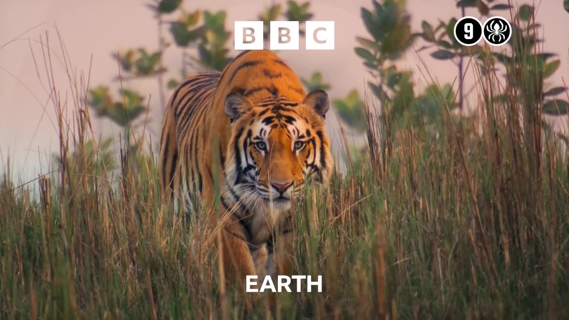 BBCEarth