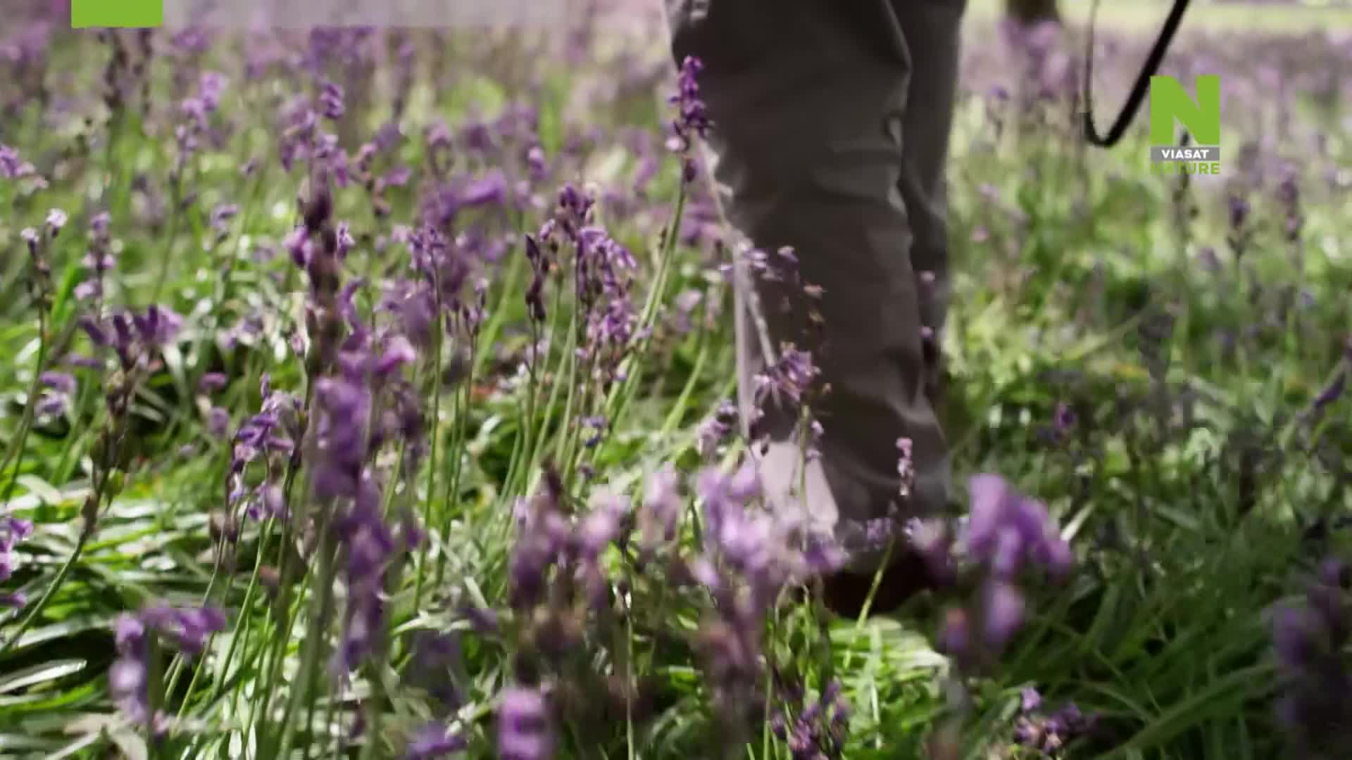 ViasatNature