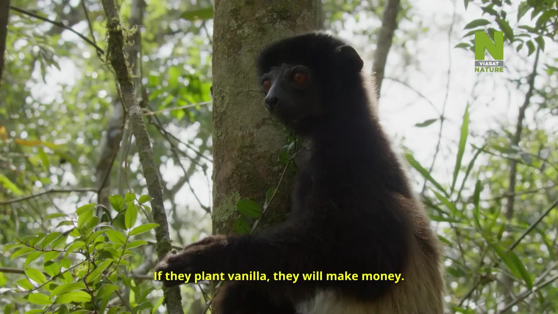 ViasatNature