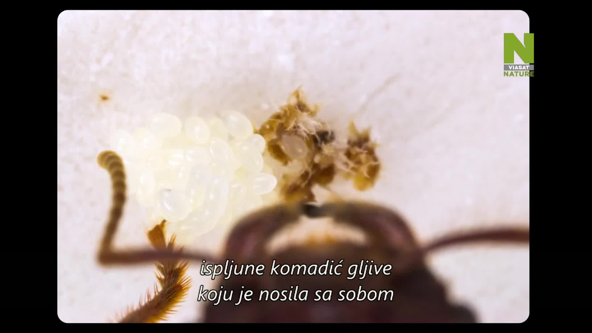 ViasatNature