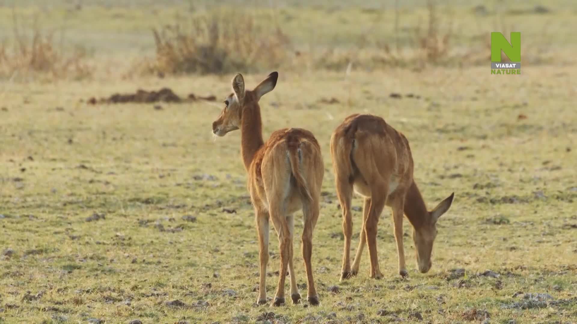 ViasatNature