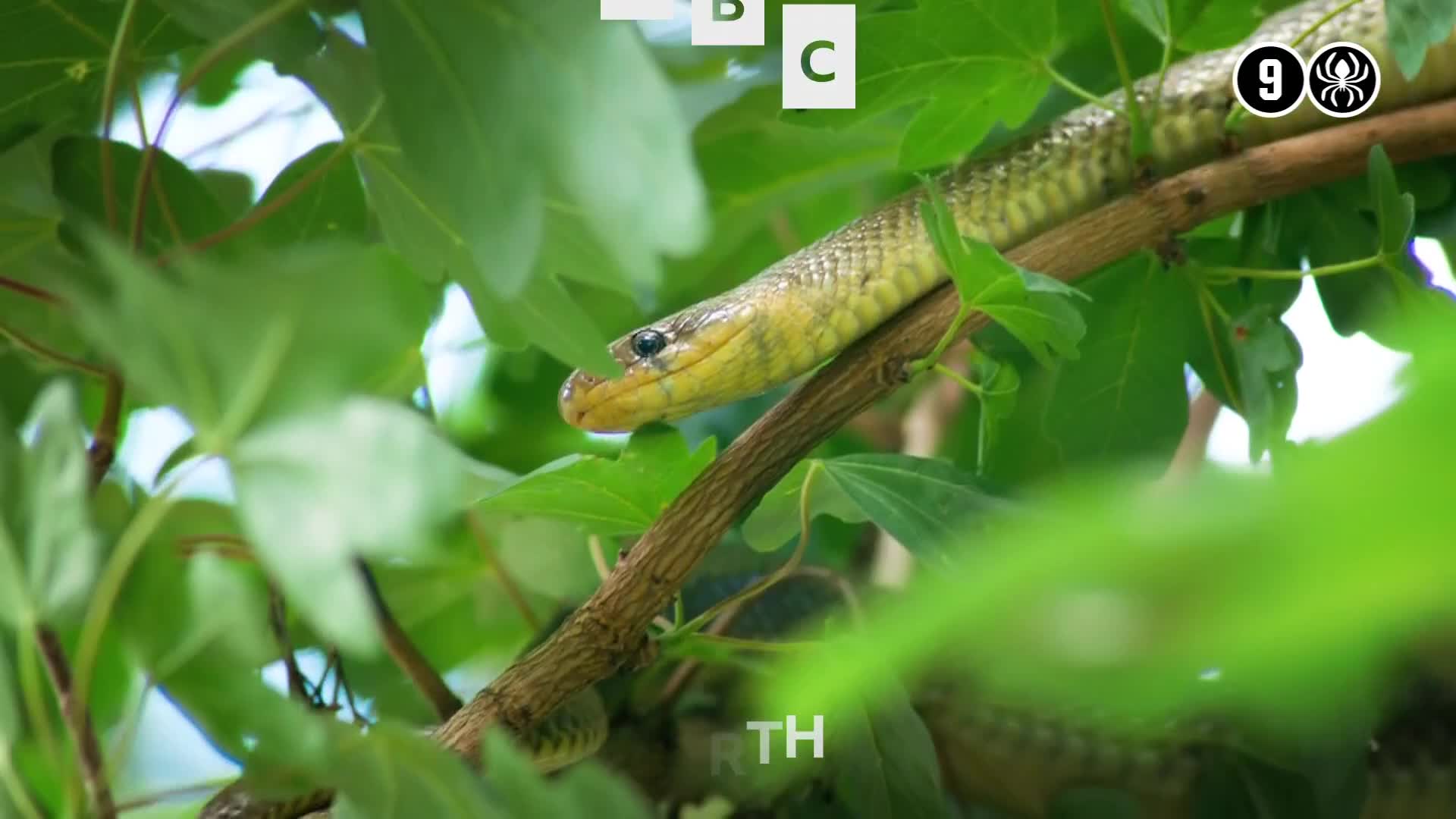 BBCEarth