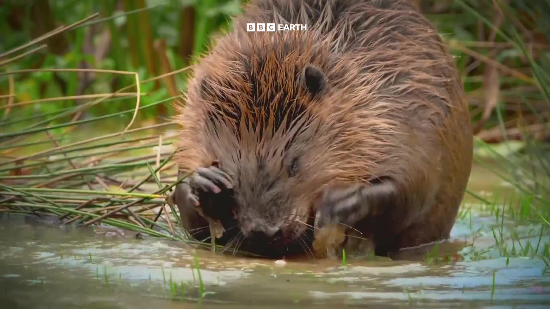 BBCEarth