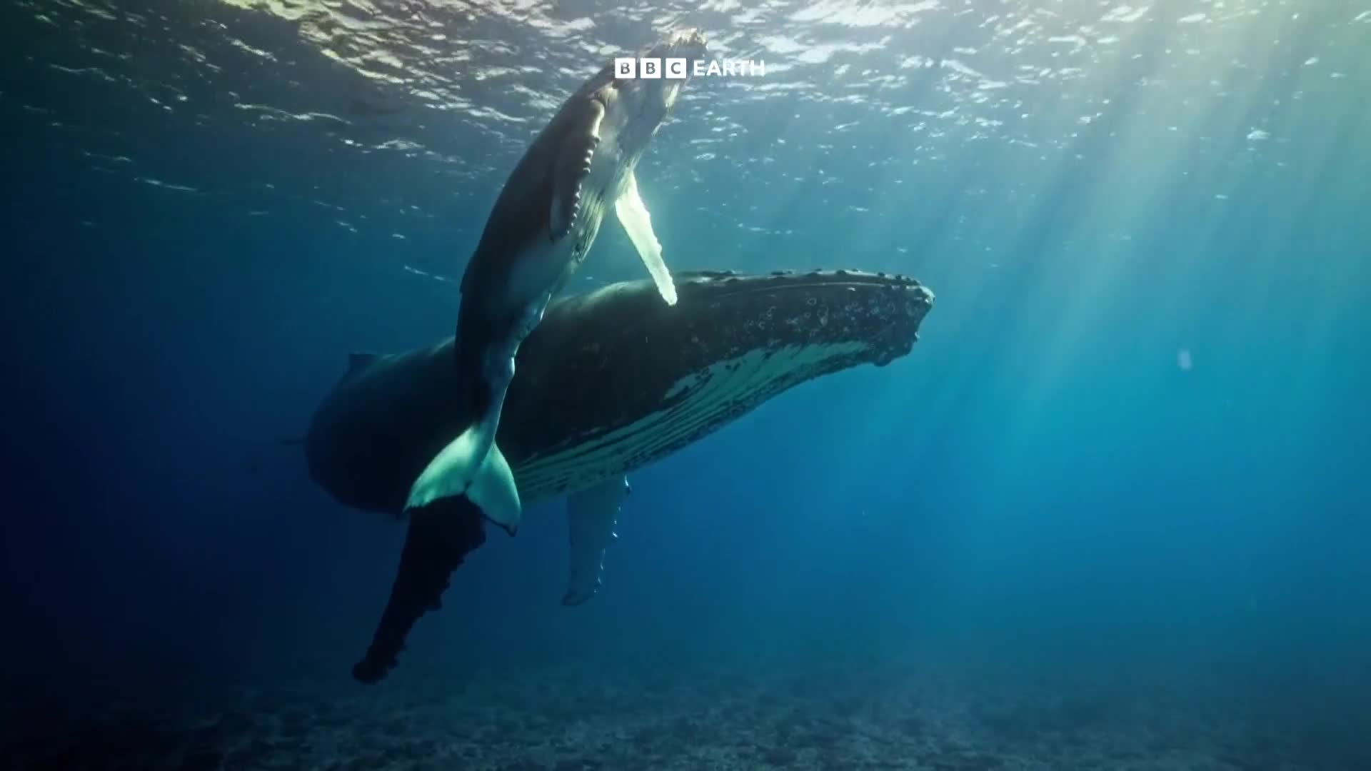 BBCEarth