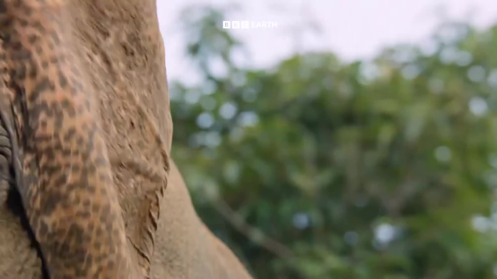 BBCEarth