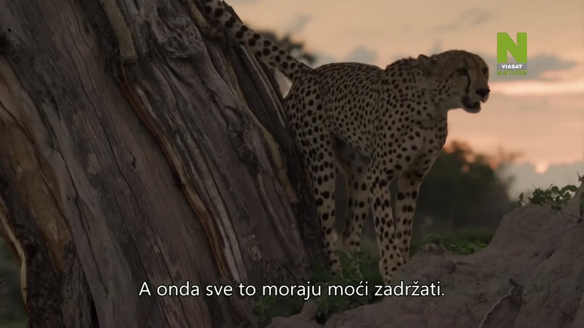 ViasatNature