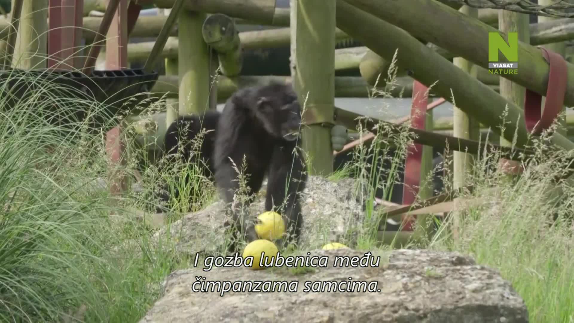 ViasatNature