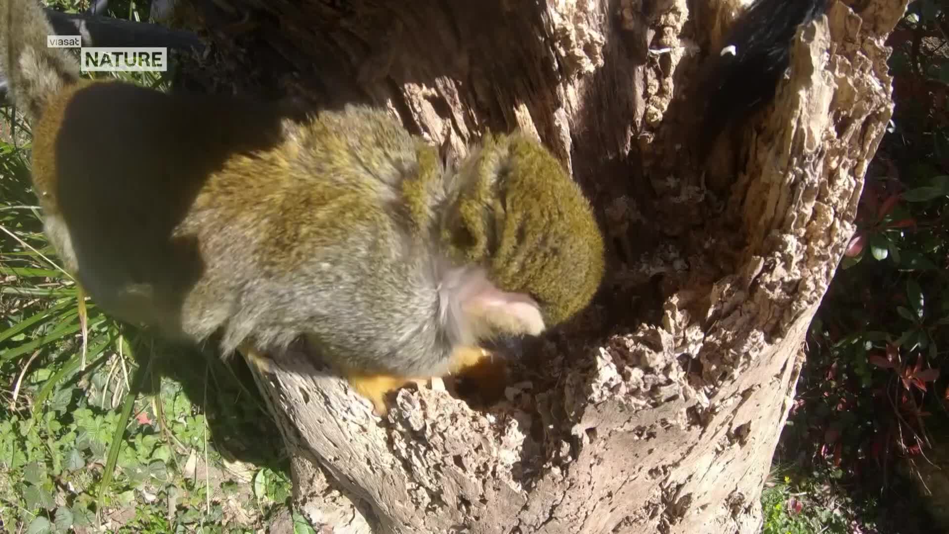 ViasatNature