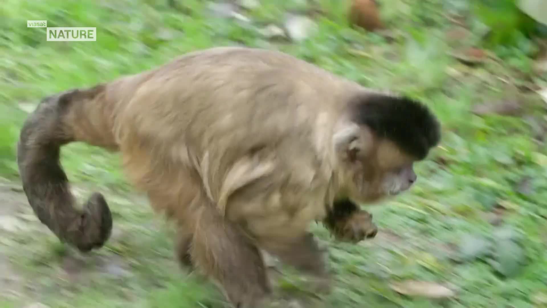 ViasatNature
