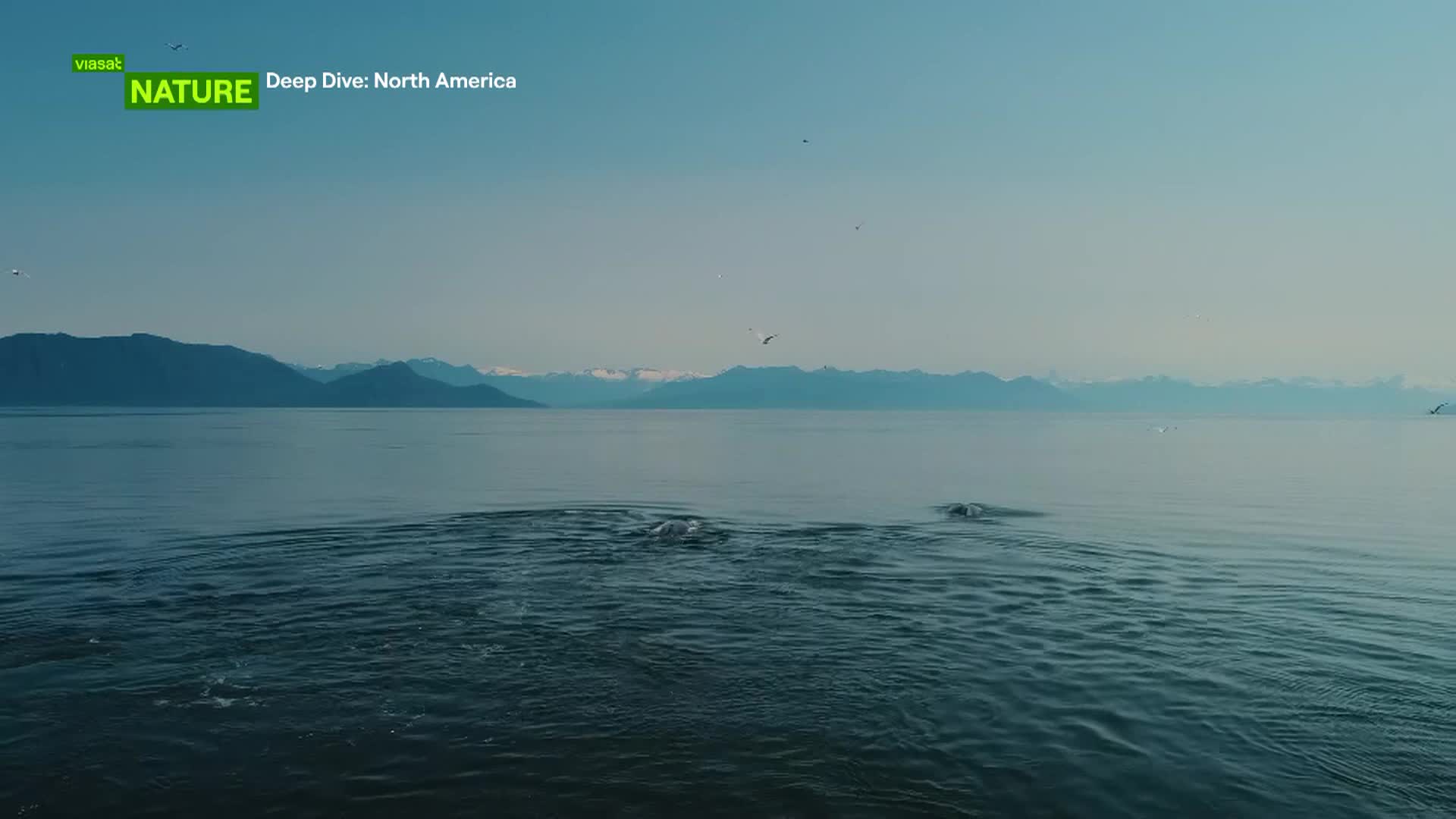 ViasatNature