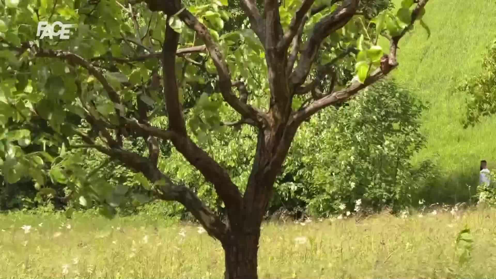 FaceTV