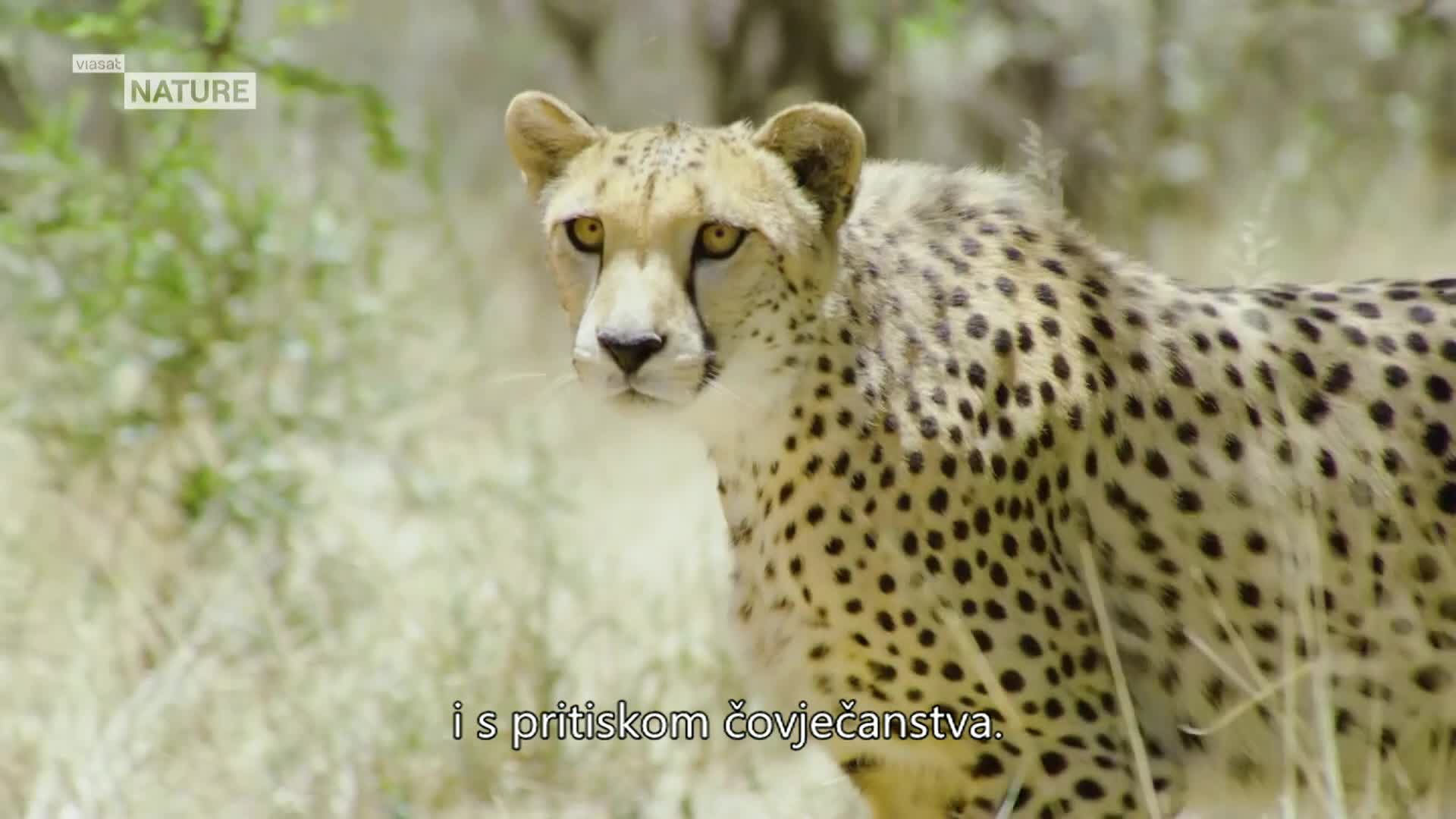 ViasatNature