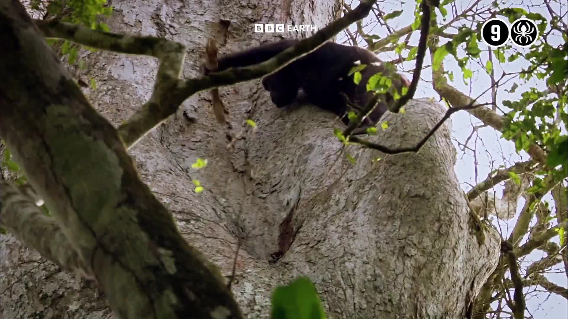 BBCEarth
