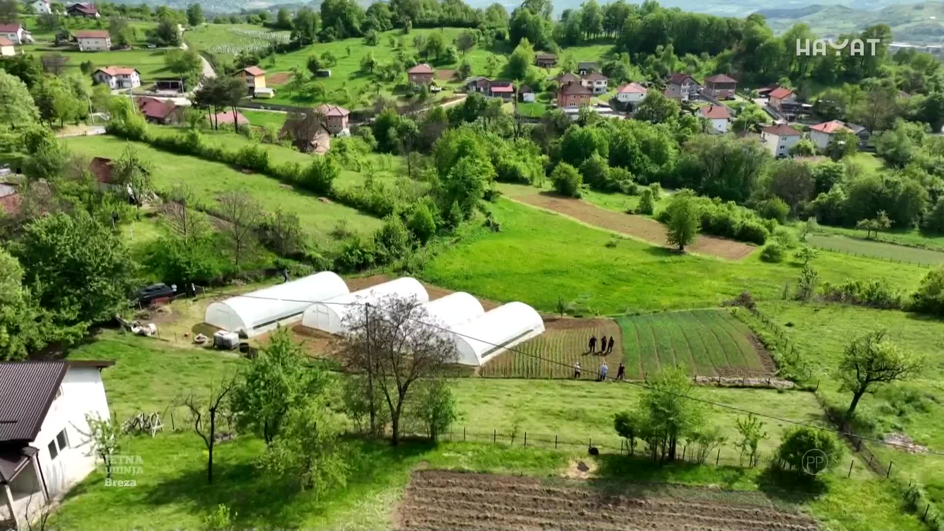 hayat