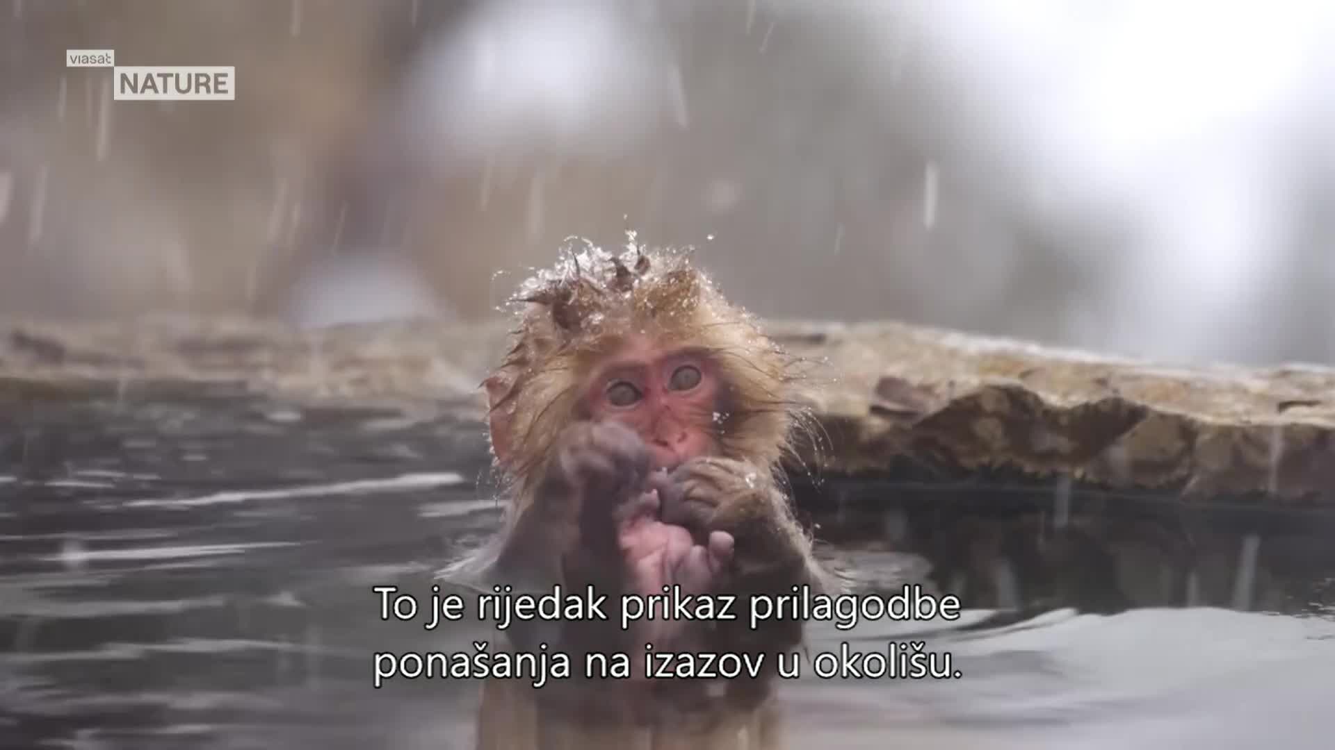 ViasatNature