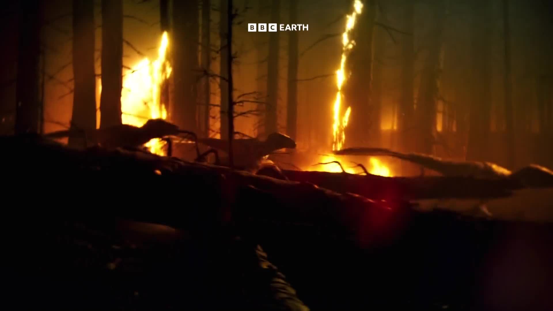 BBCEarth