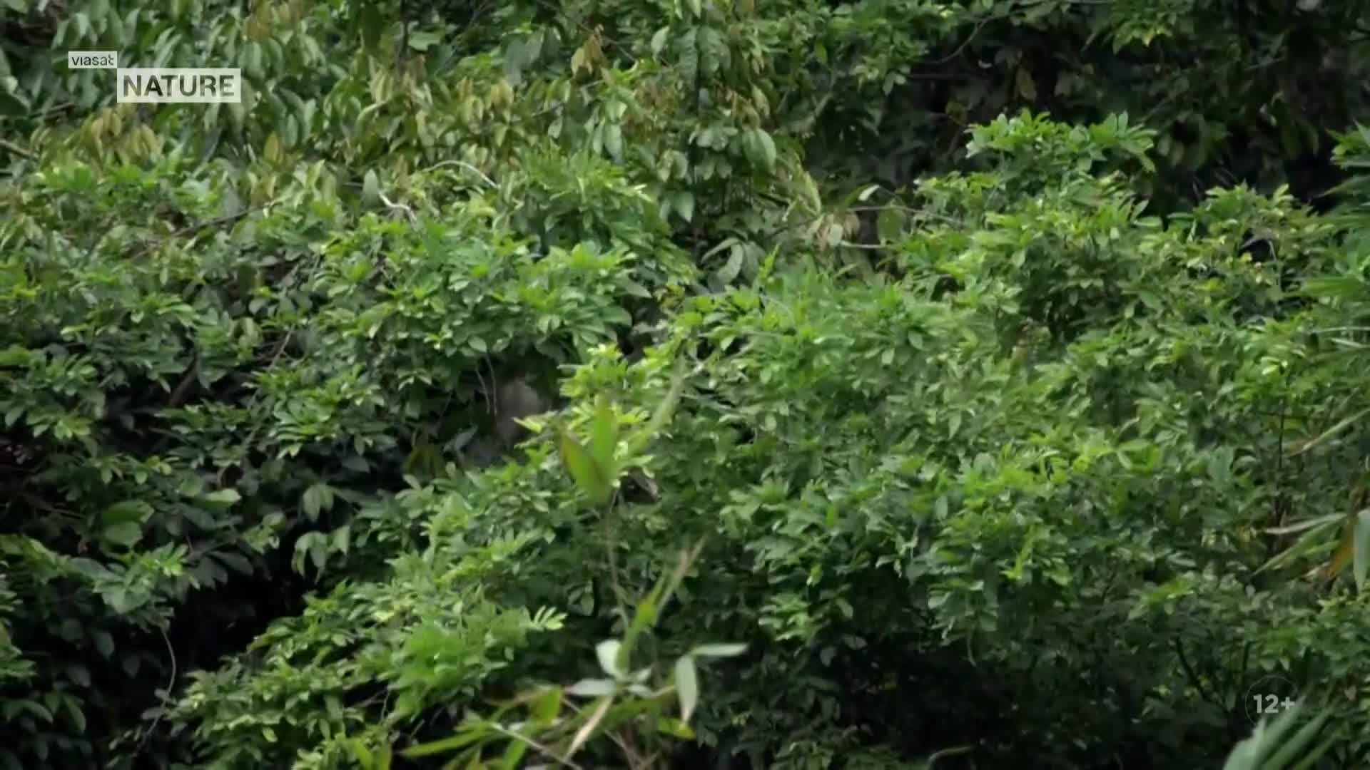 ViasatNature