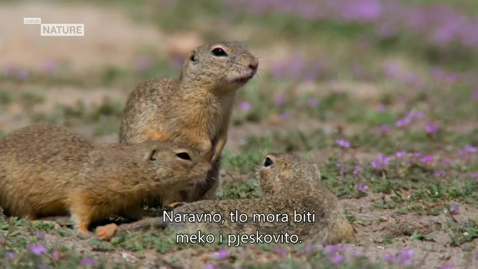ViasatNature
