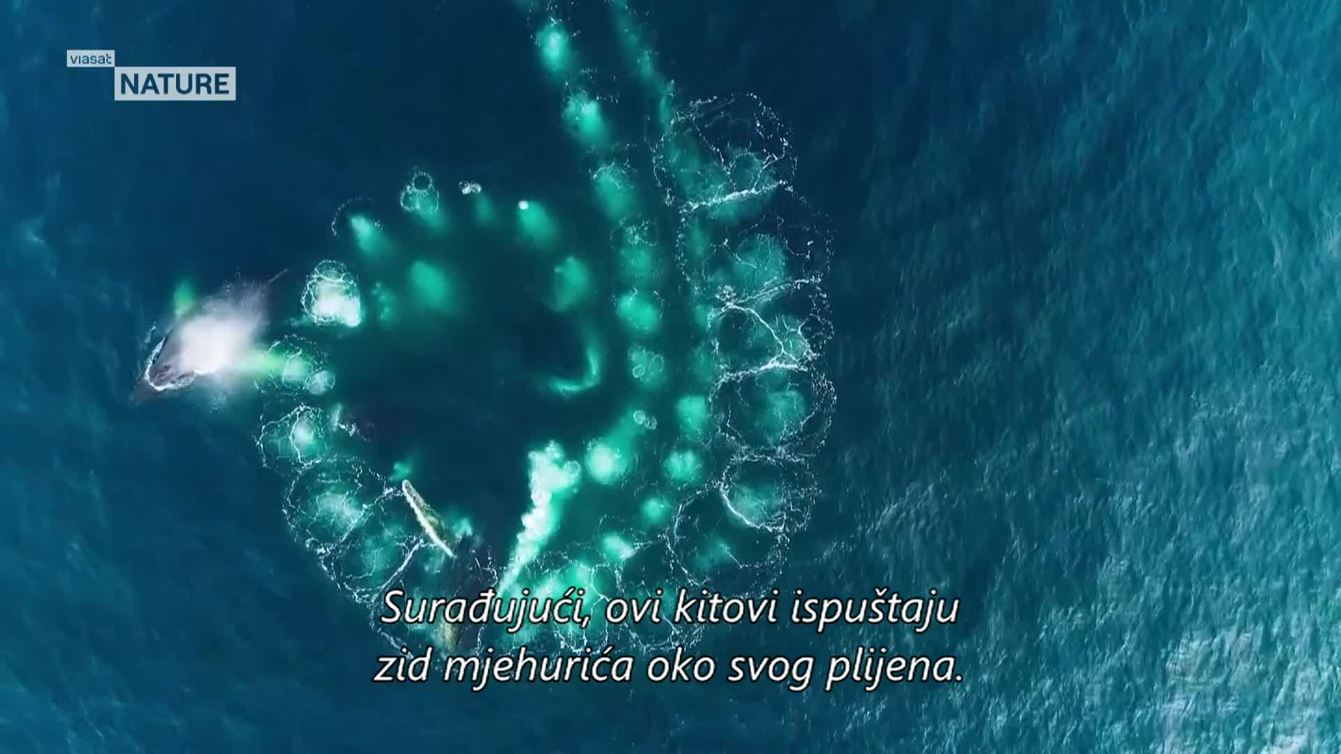 ViasatNature