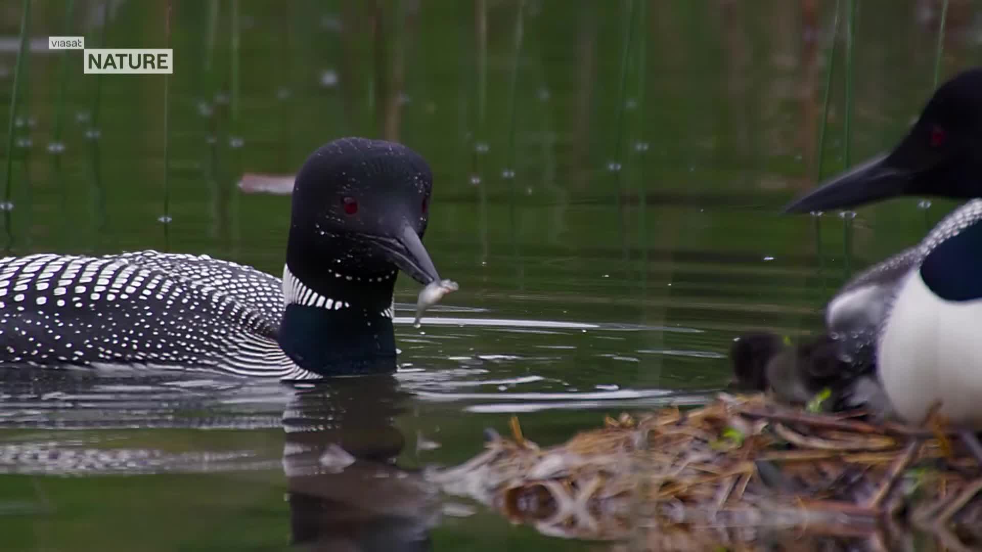 ViasatNature