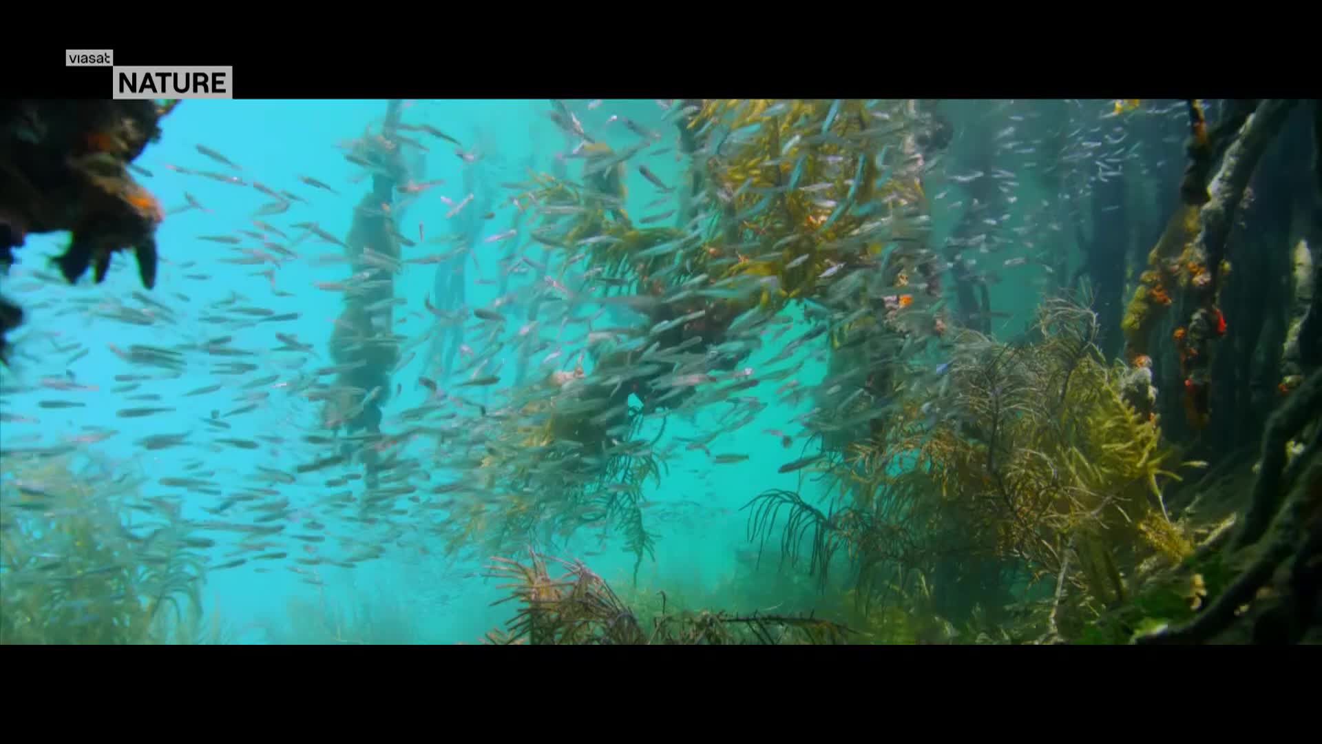 ViasatNature