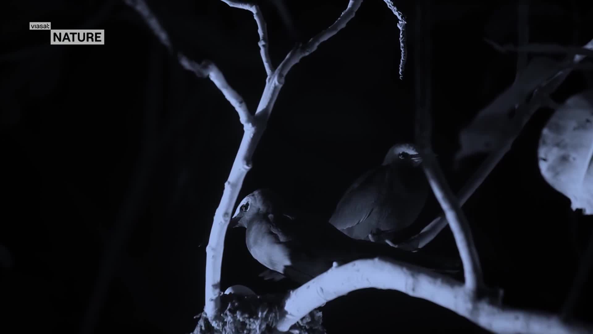 ViasatNature