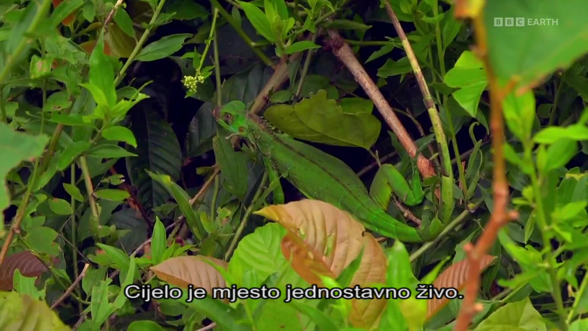 BBCEarth
