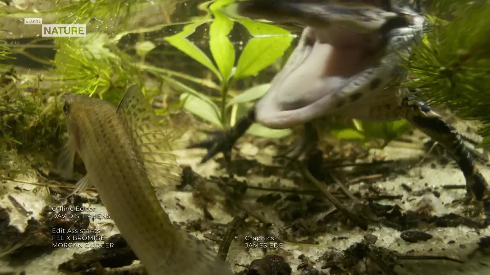 ViasatNature