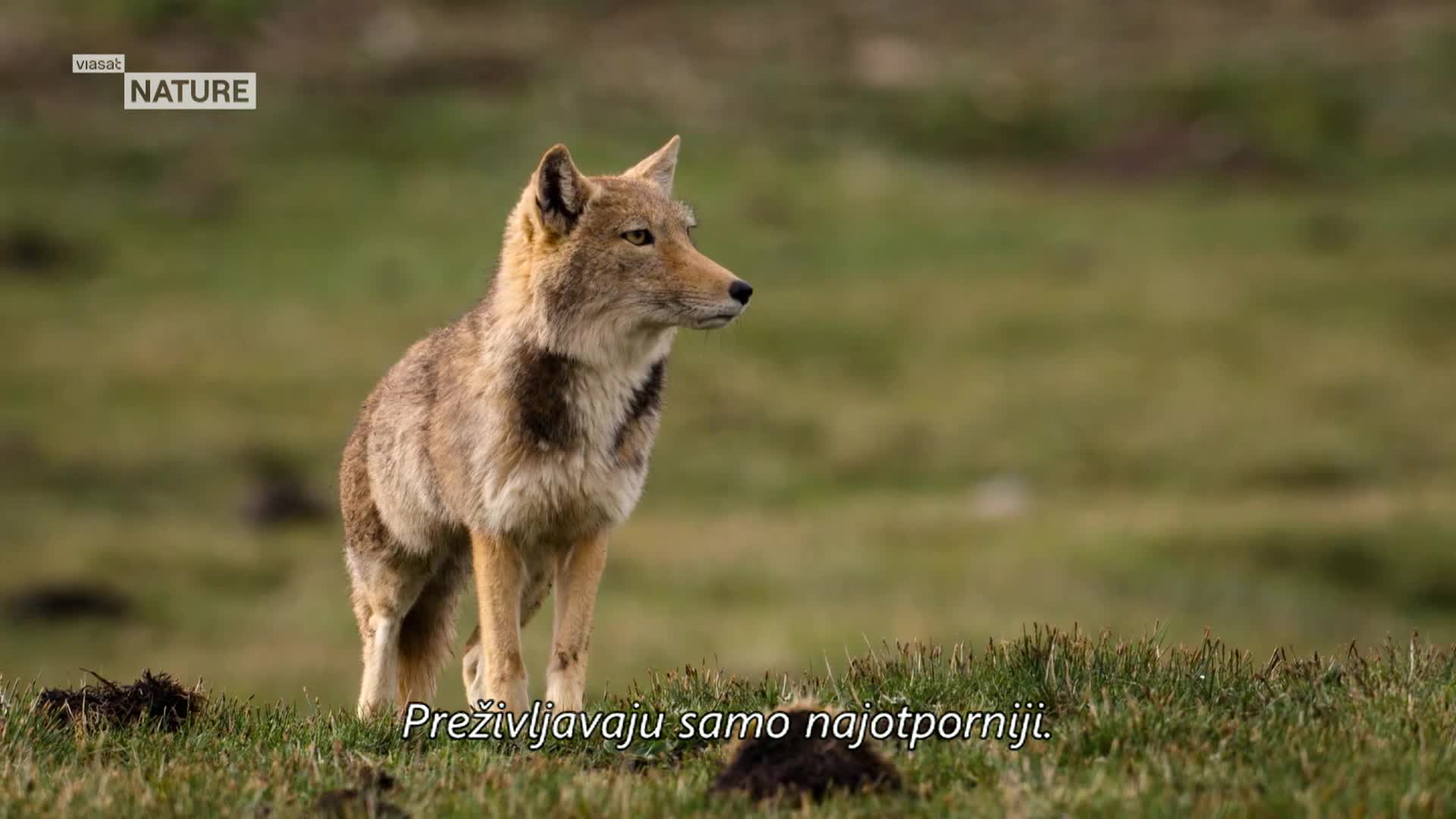 ViasatNature