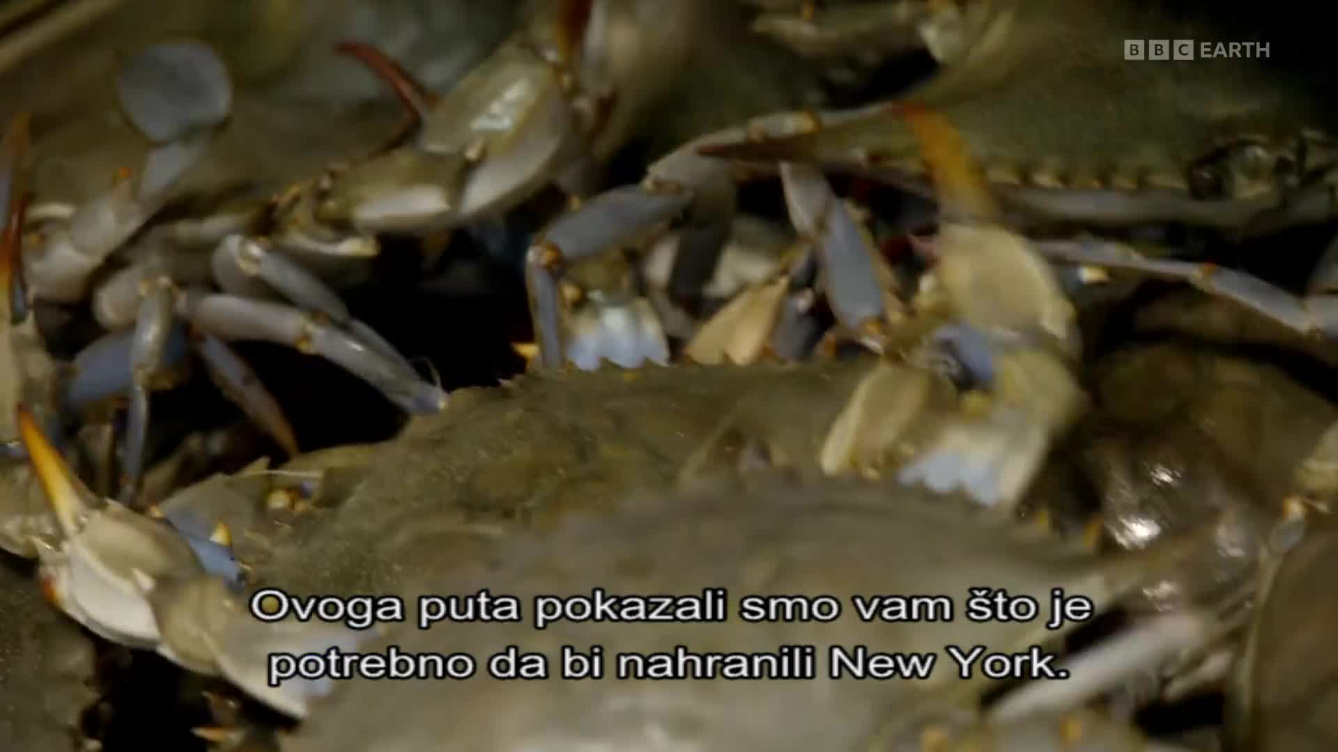BBCEarth