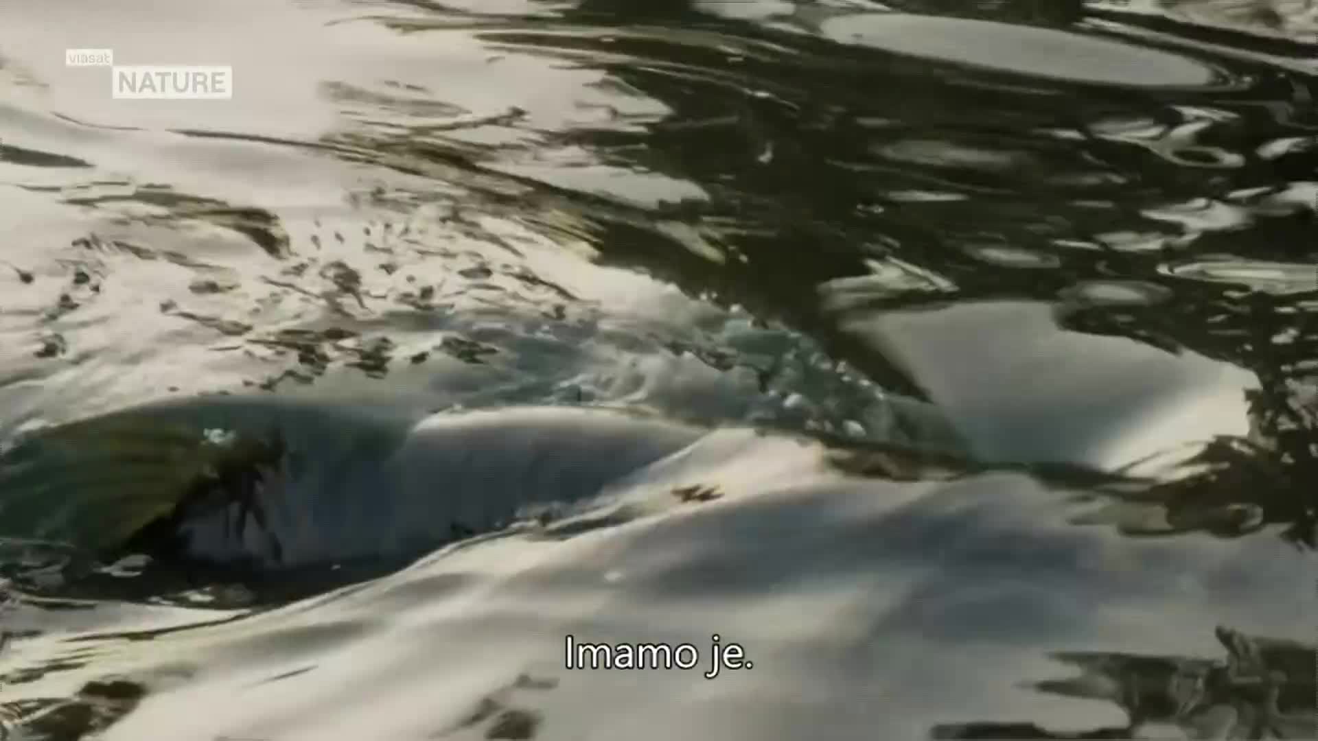 ViasatNature