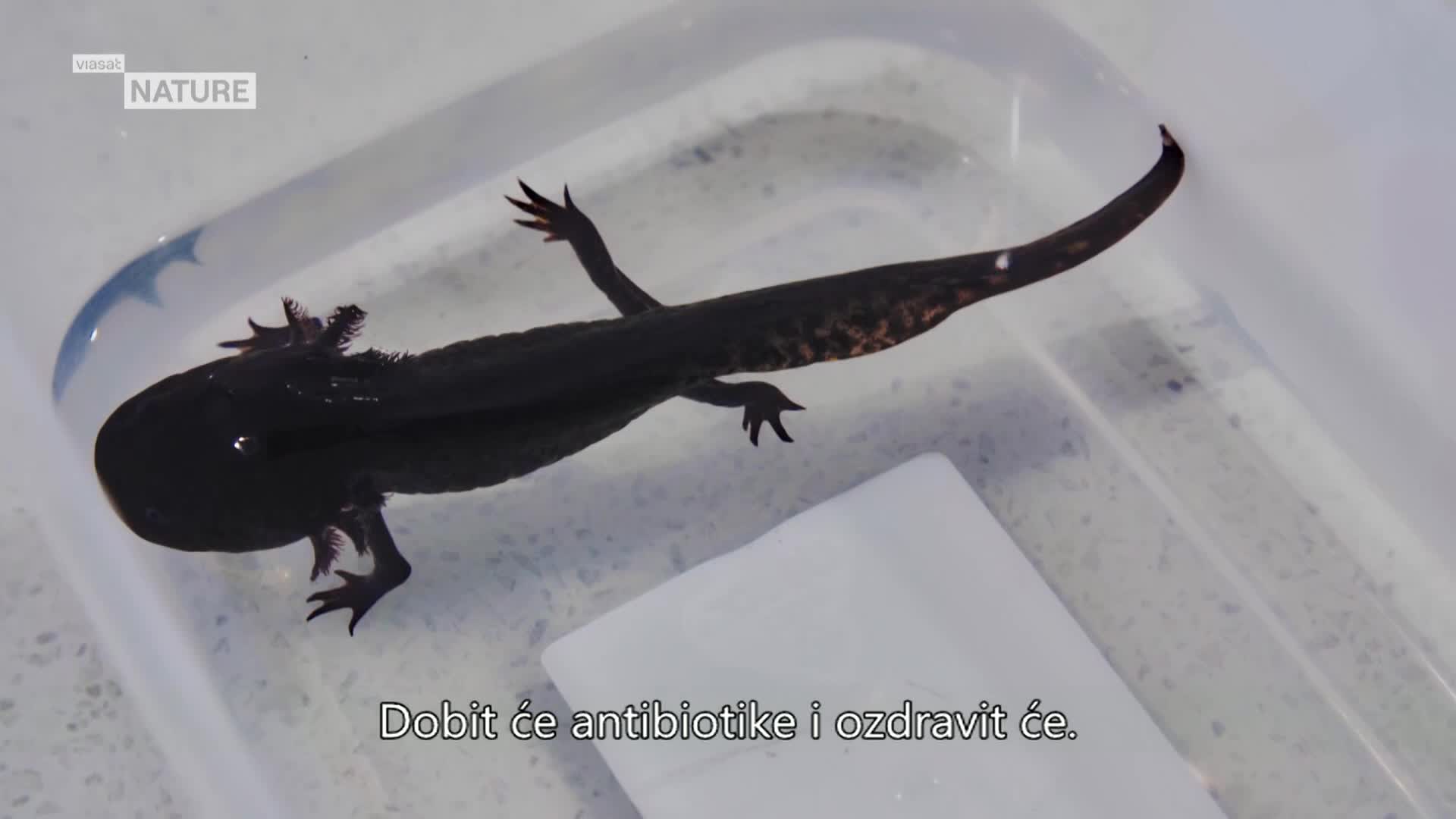 ViasatNature