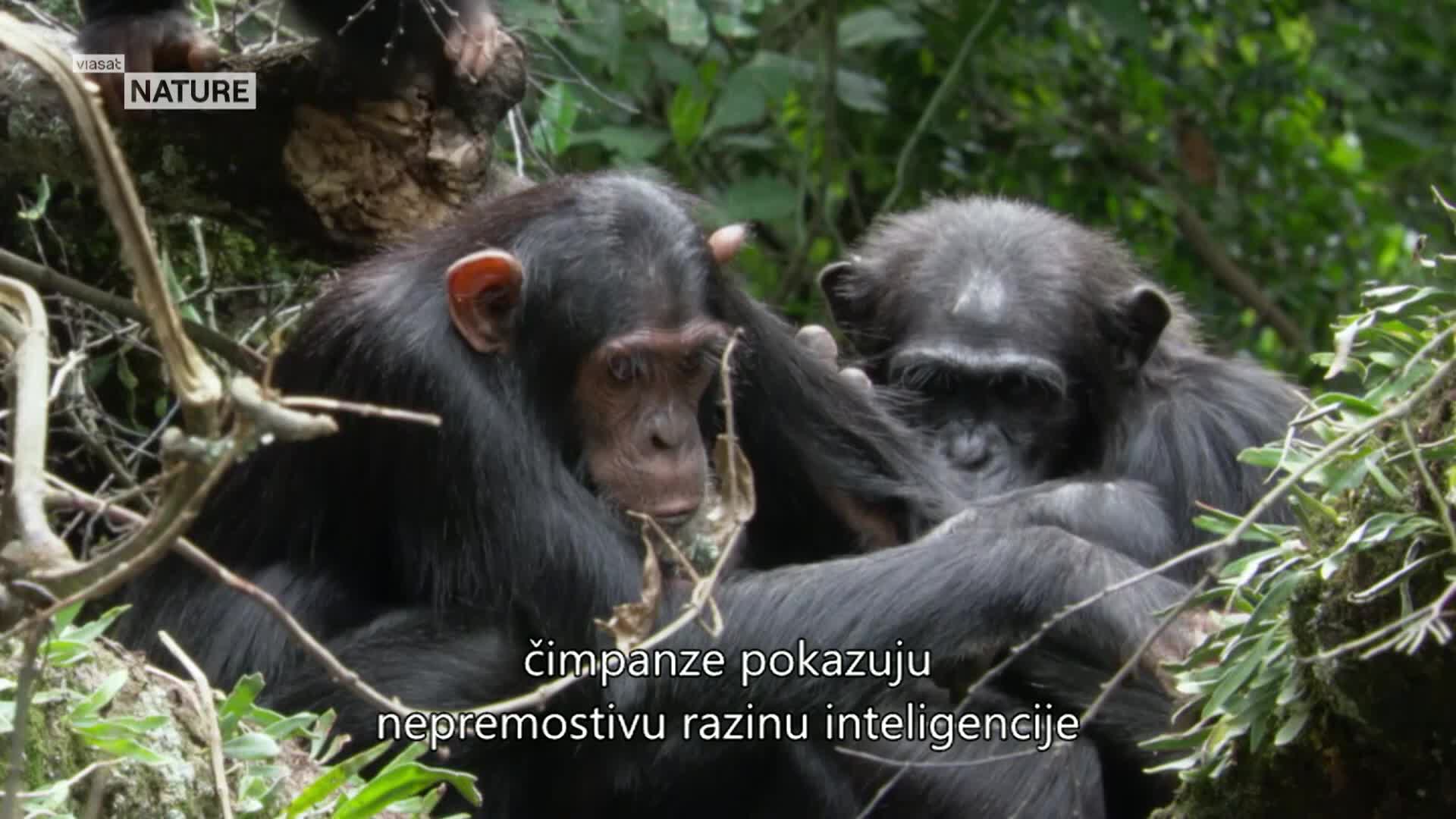 ViasatNature