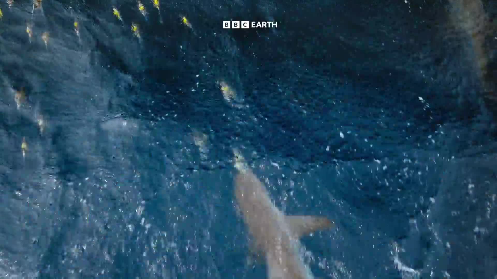 BBCEarth
