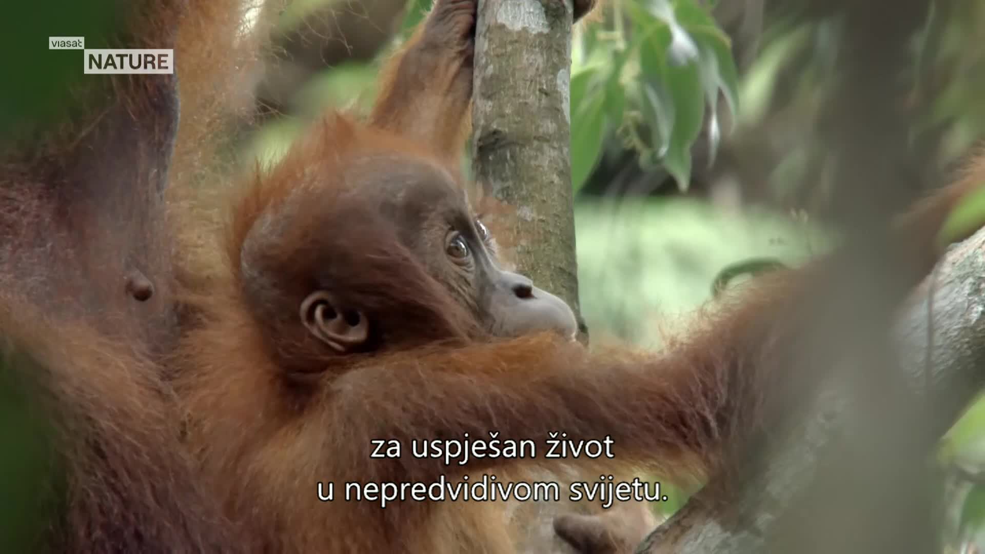 ViasatNature