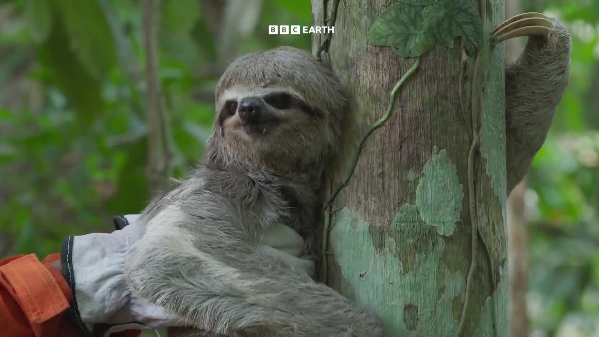 BBCEarth
