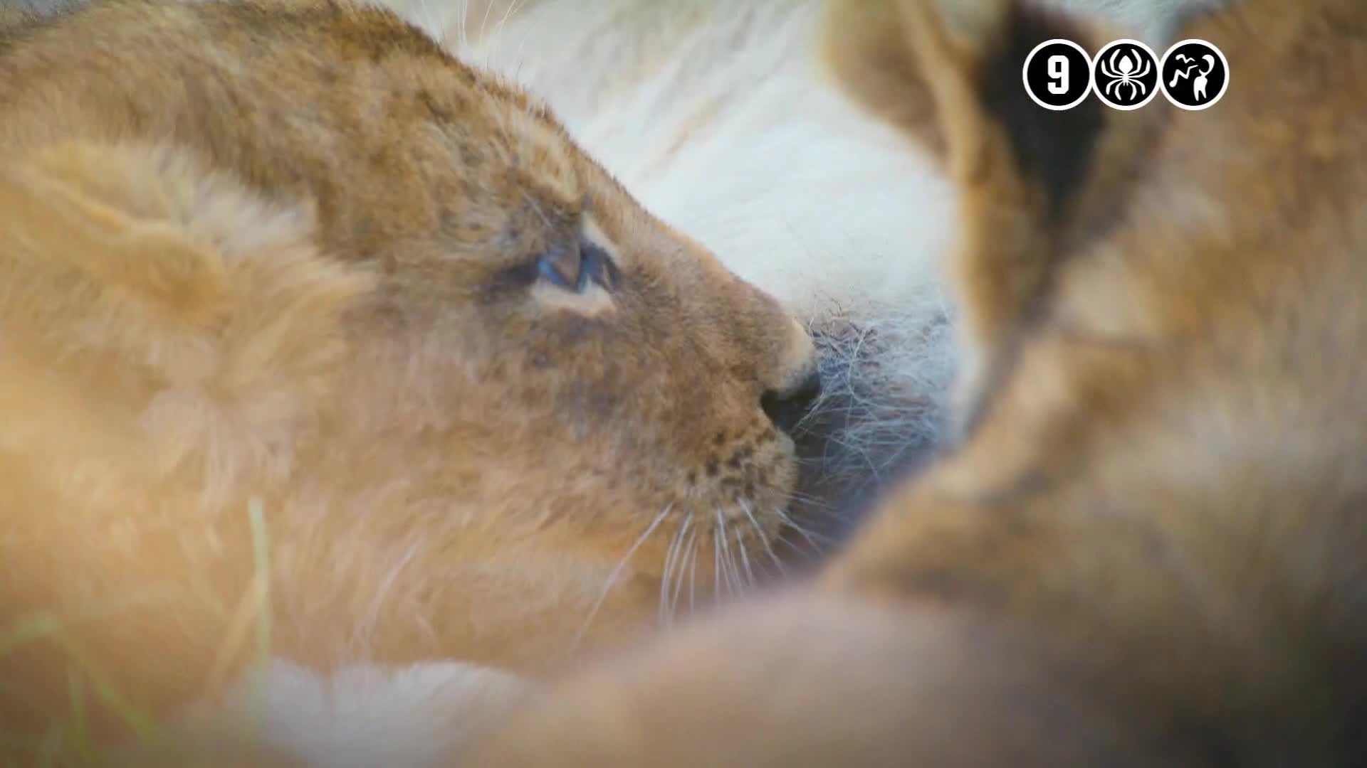 BBCEarth