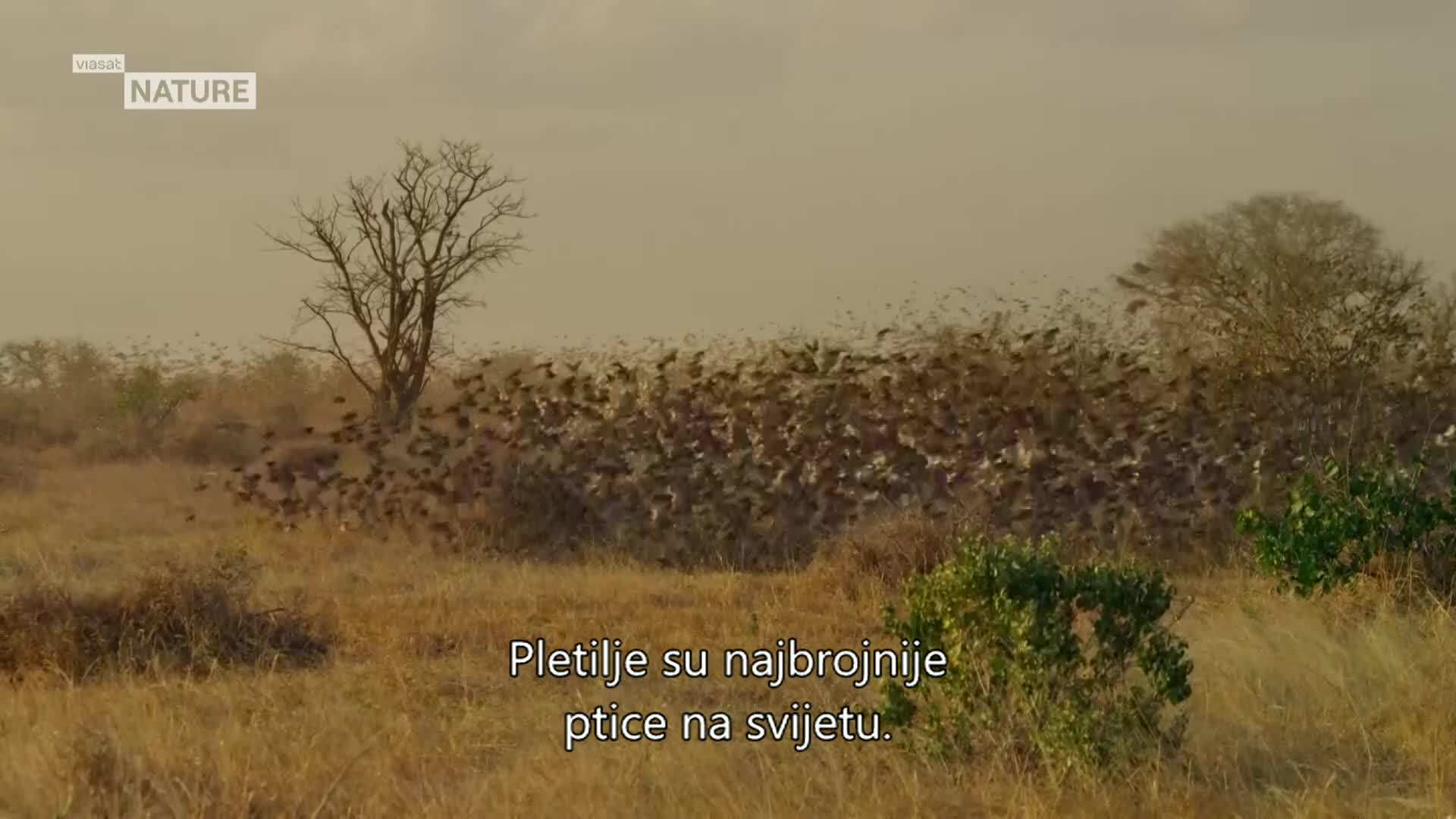 ViasatNature