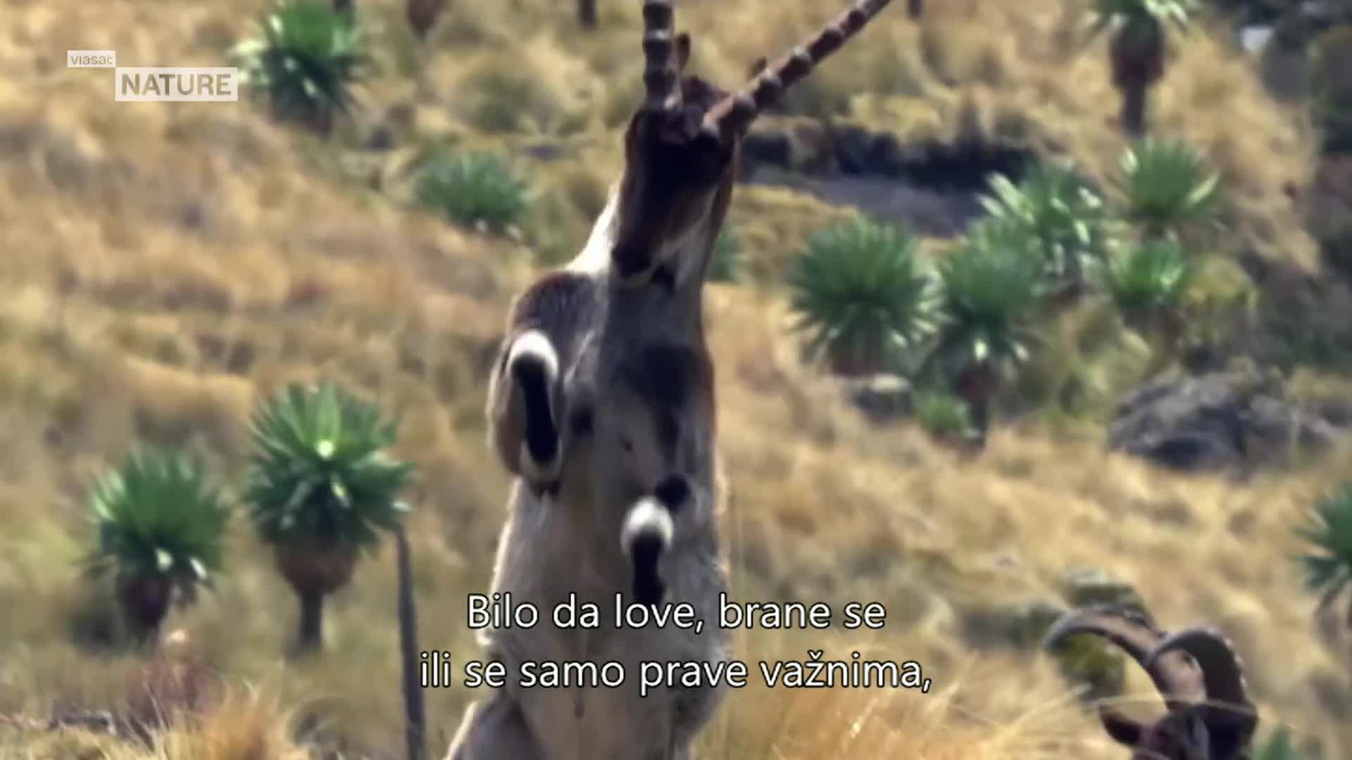 ViasatNature