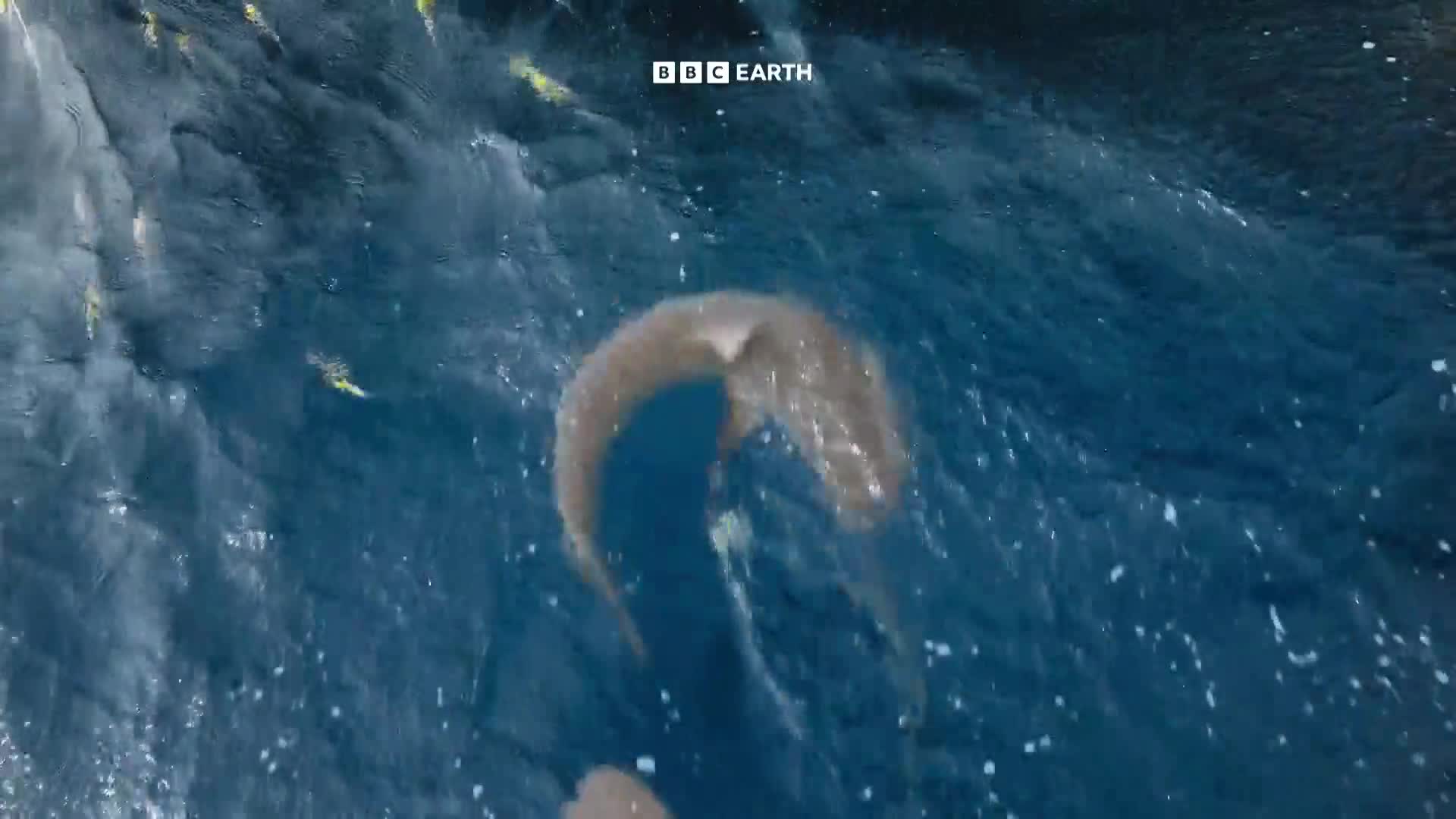 BBCEarth
