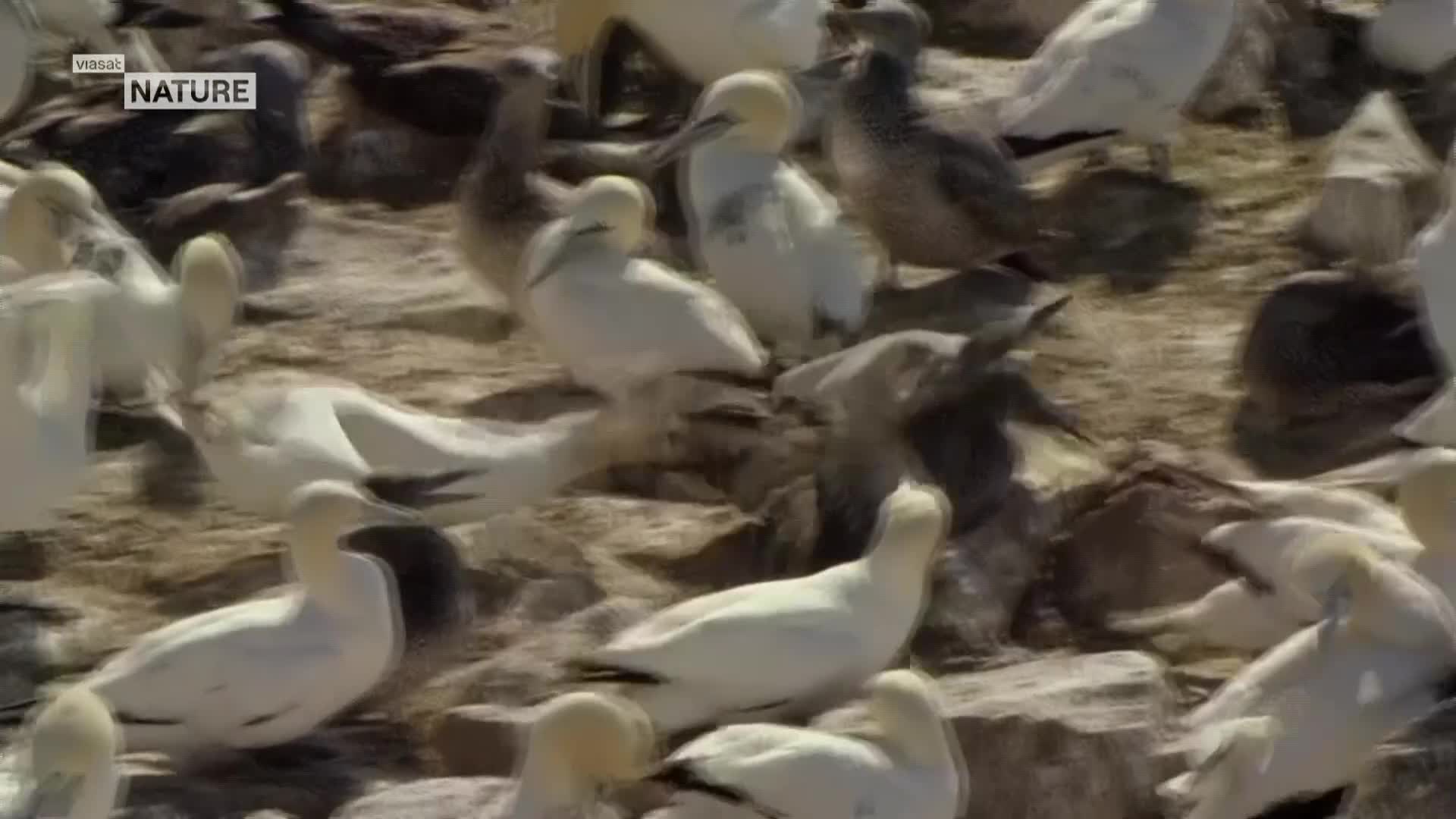 ViasatNature