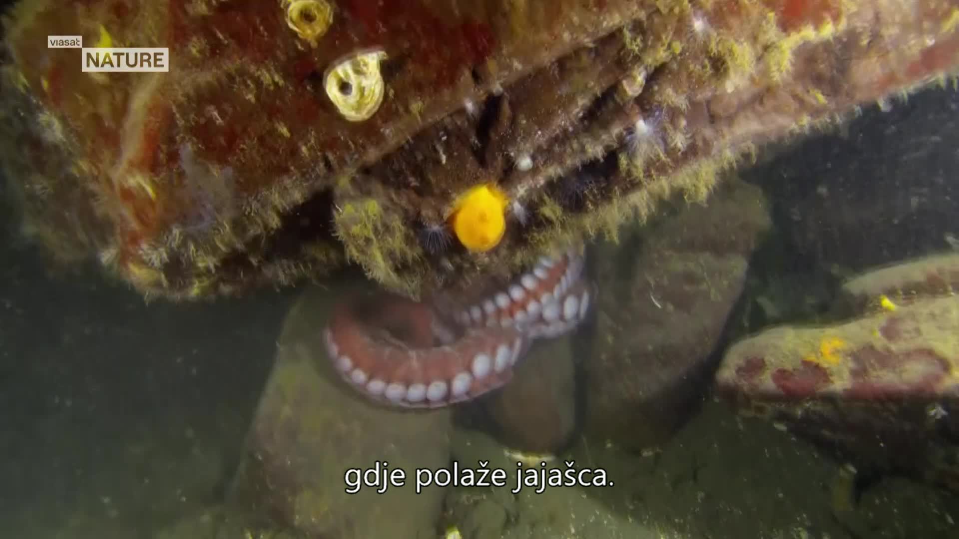 ViasatNature