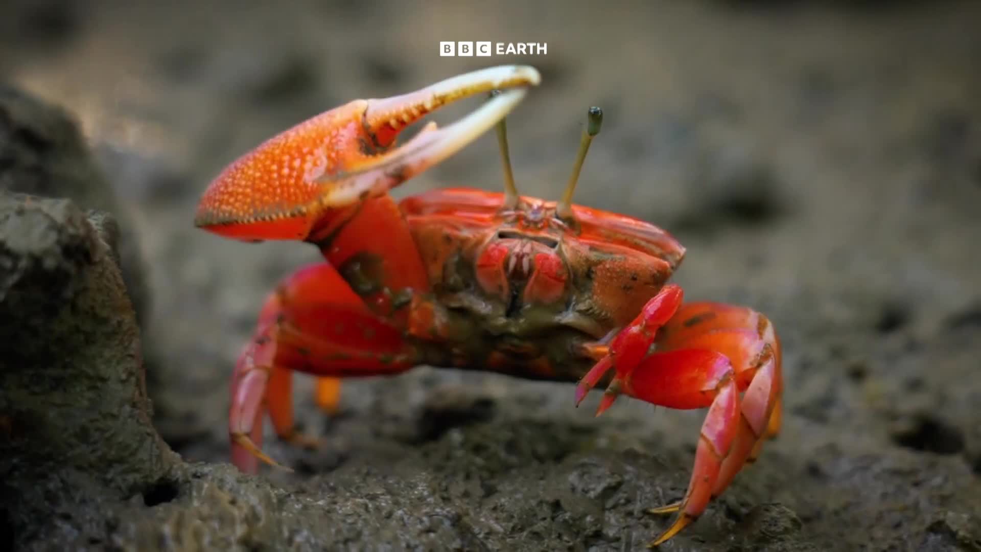 BBCEarth