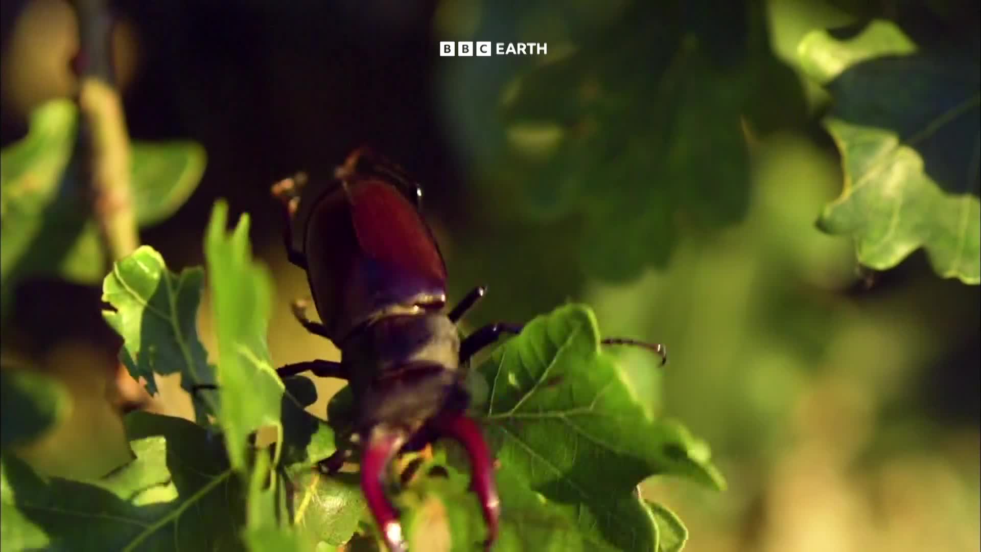 BBCEarth