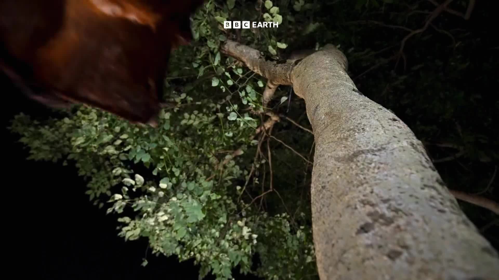 BBCEarth