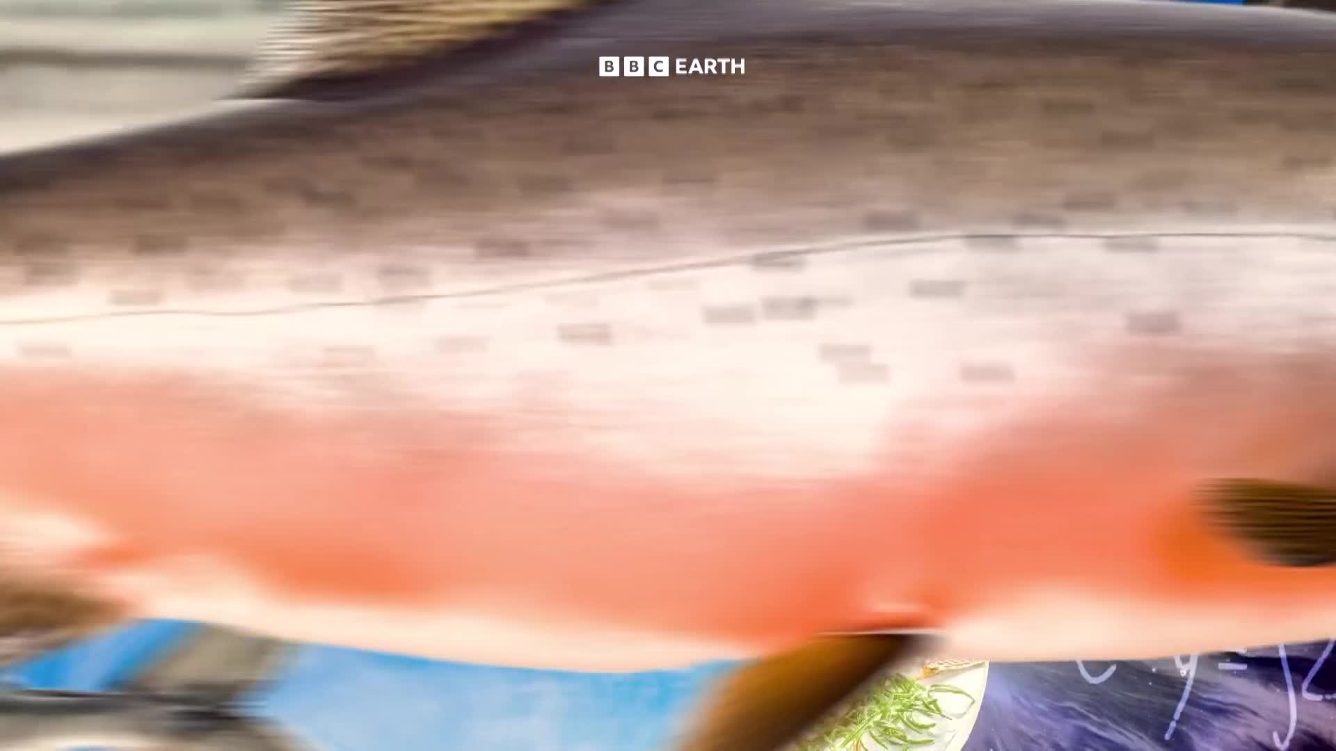 BBCEarth