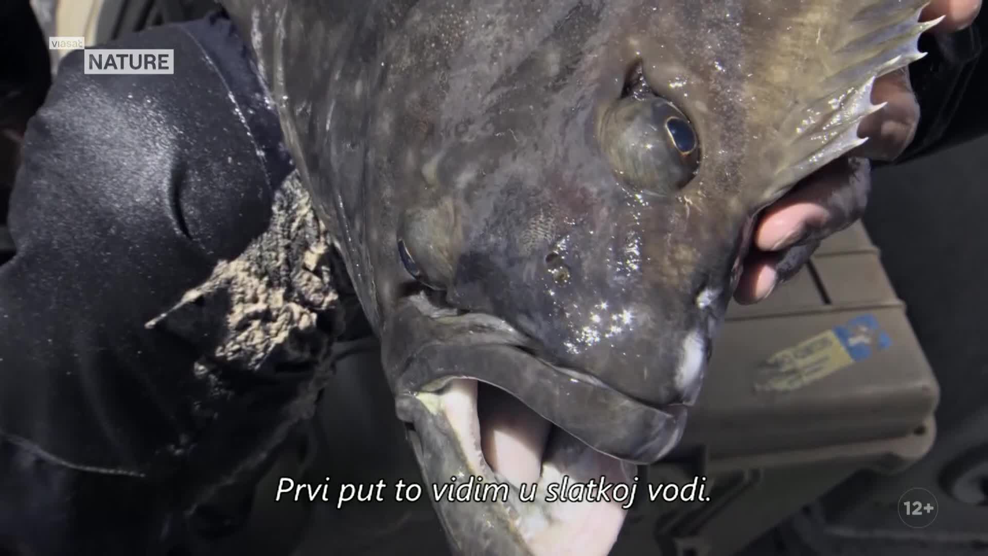ViasatNature