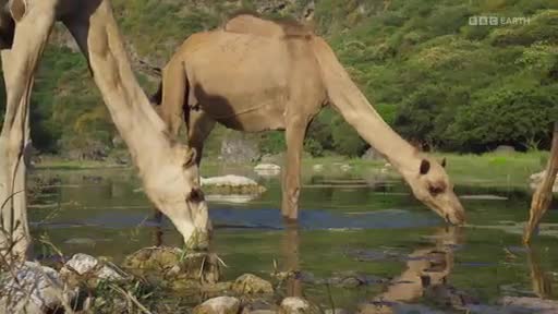 BBCEarth