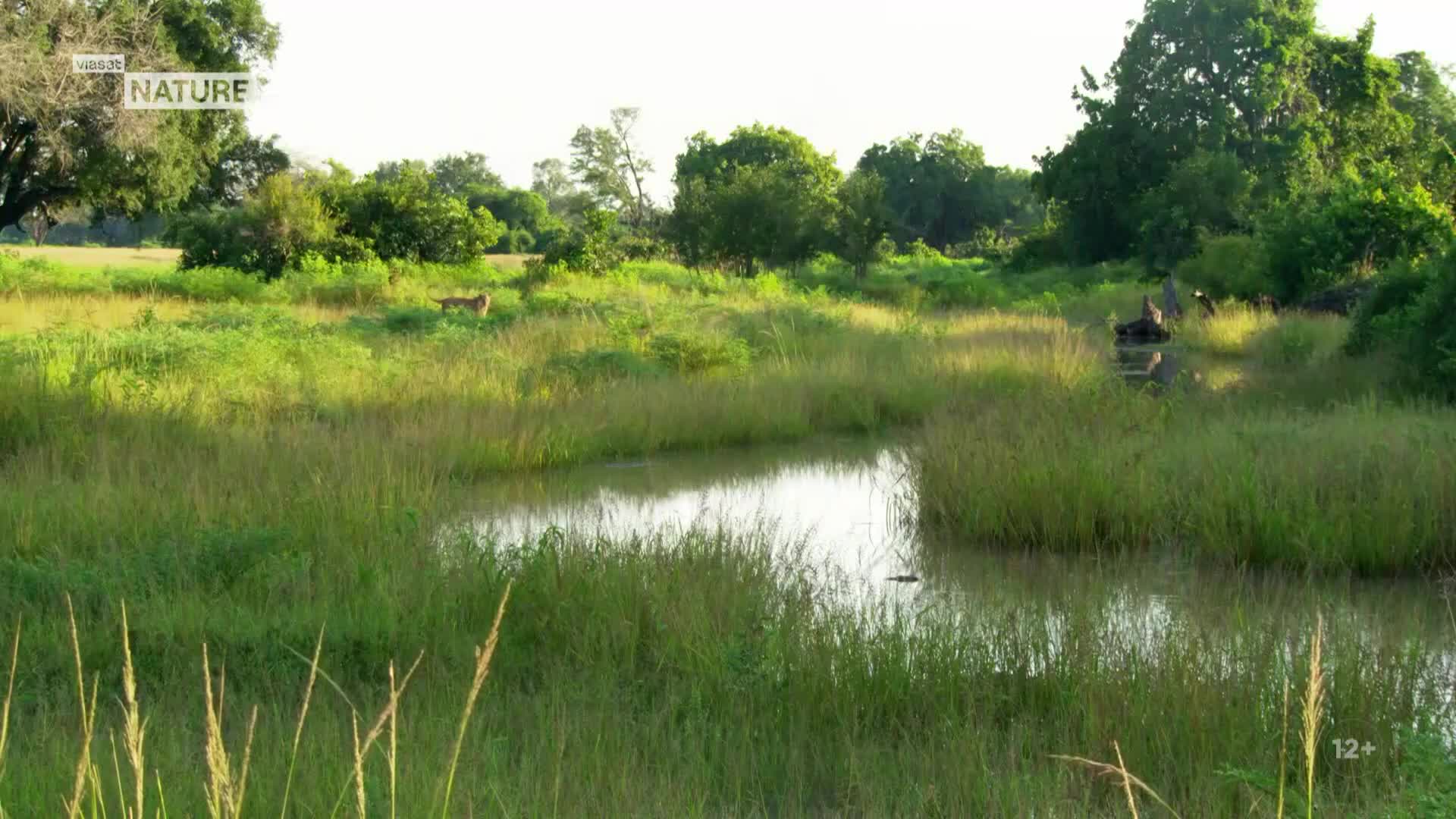 ViasatNature